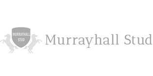 Murray Hall Stud
