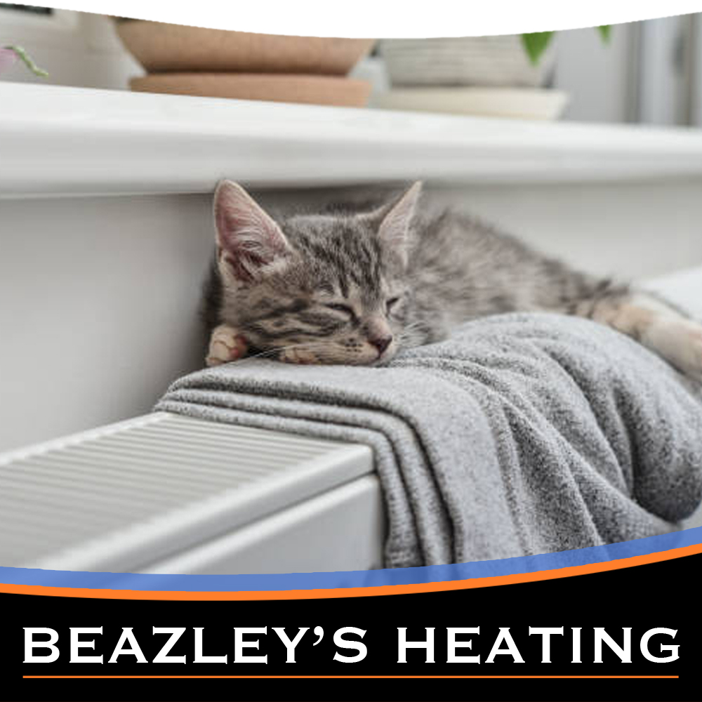 Beazleys Heating Post - kitten